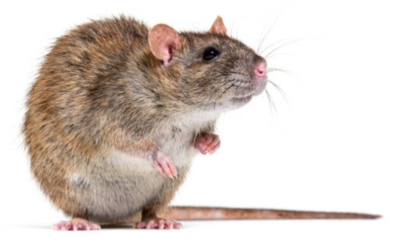 白蟻與蟑螂防治