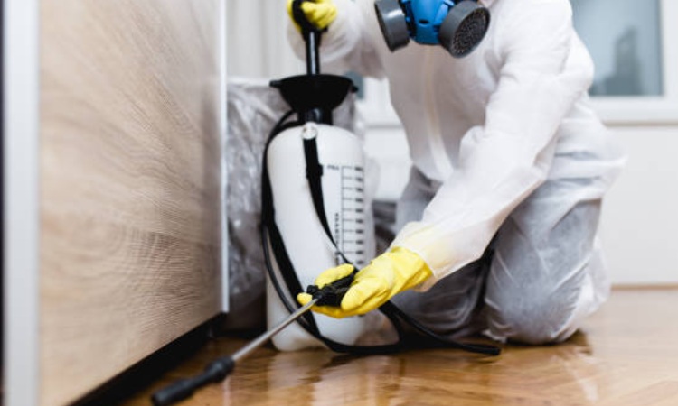 除蟑螂,消毒,推薦台中除蟲公司,餐廳蟑螂